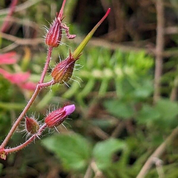 Geranium robertianum ফল