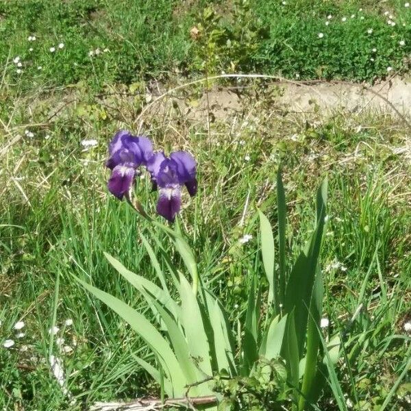 Iris latifolia Flower