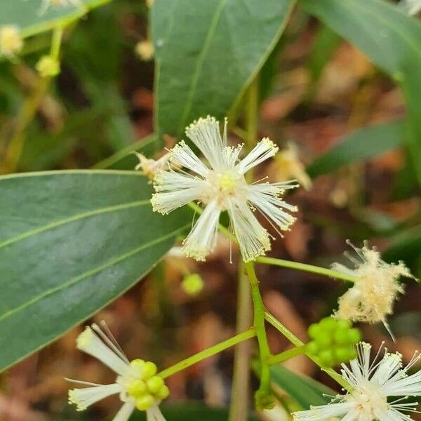 Acacia melanoxylon Blüte