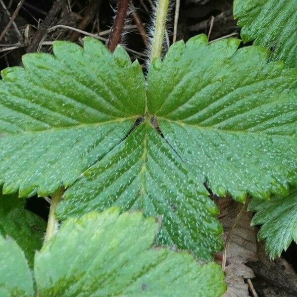 Fragaria viridis Alia