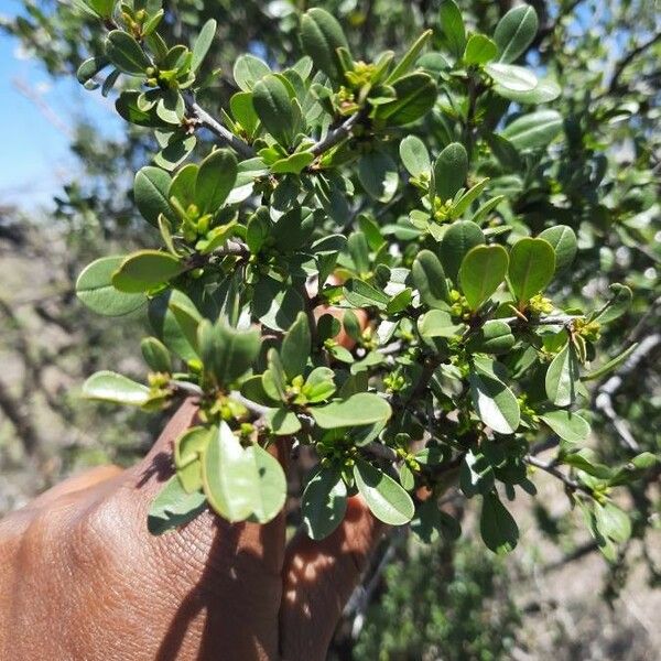 Rhamnus staddo Blomma