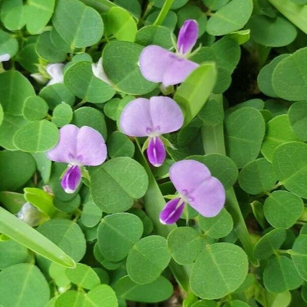 Desmodium triflorum Kukka