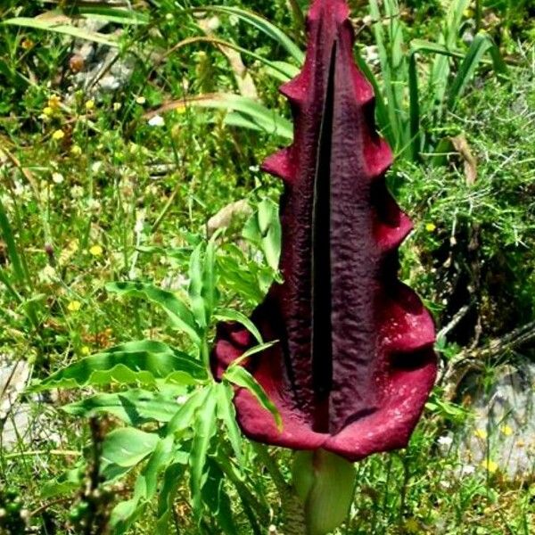 Dracunculus vulgaris Цветок