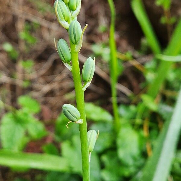 Albuca abyssinica Lorea