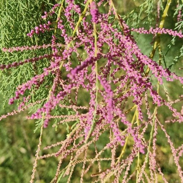 Tamarix ramosissima Cvet