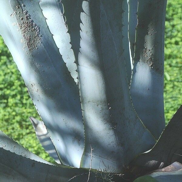 Agave americana برگ