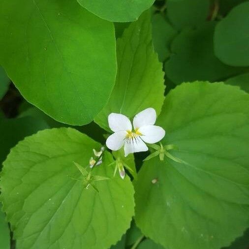 Viola canadensis Blomst