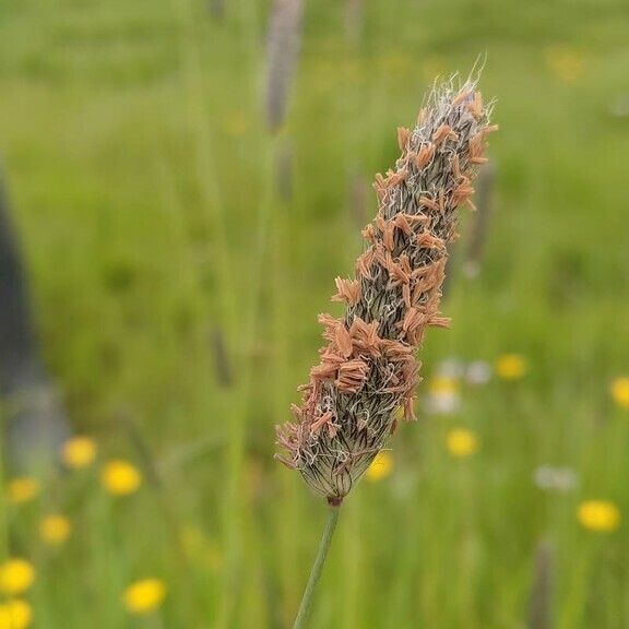 Alopecurus geniculatus Flors