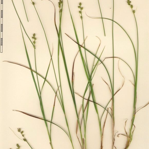 Carex brunnescens Drugo