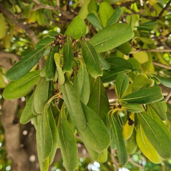 Pittosporum heterophyllum List