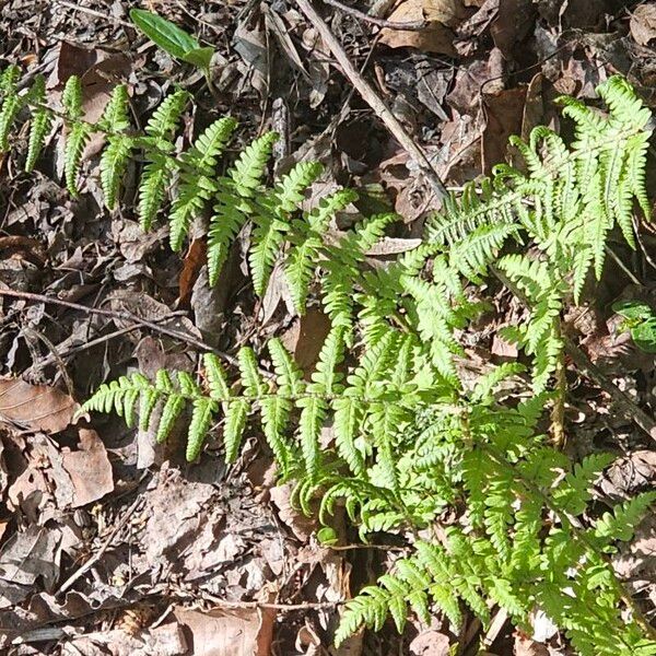 Thelypteris palustris List