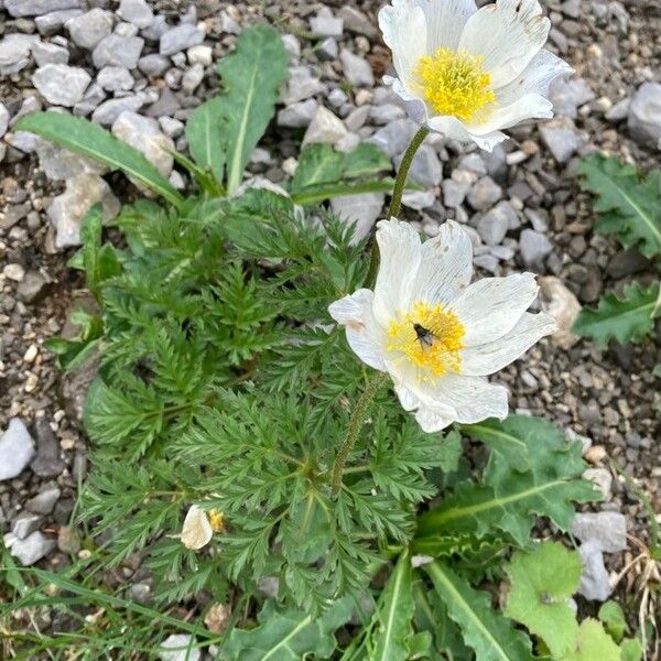 Anemone alpina Λουλούδι