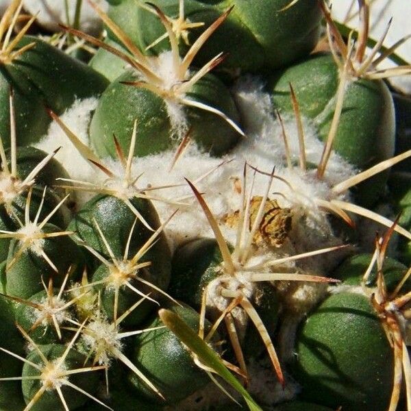 Coryphantha elephantidens 葉