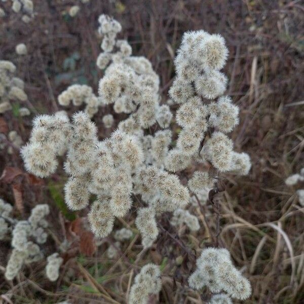 Solidago gigantea ফল