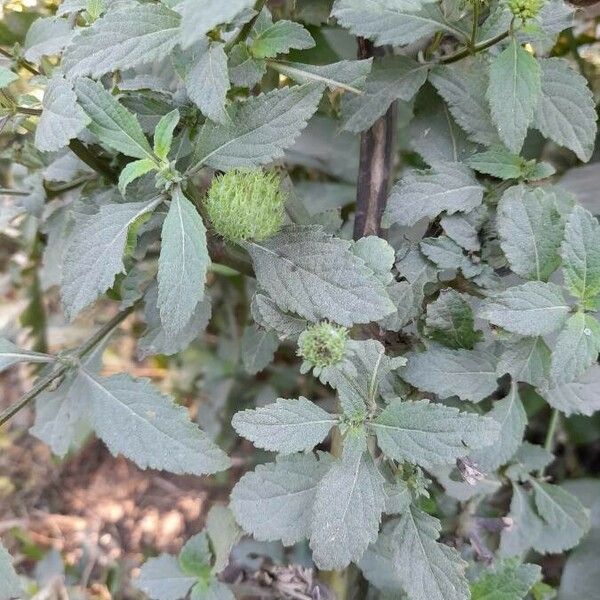 Hyptis capitata Fiore