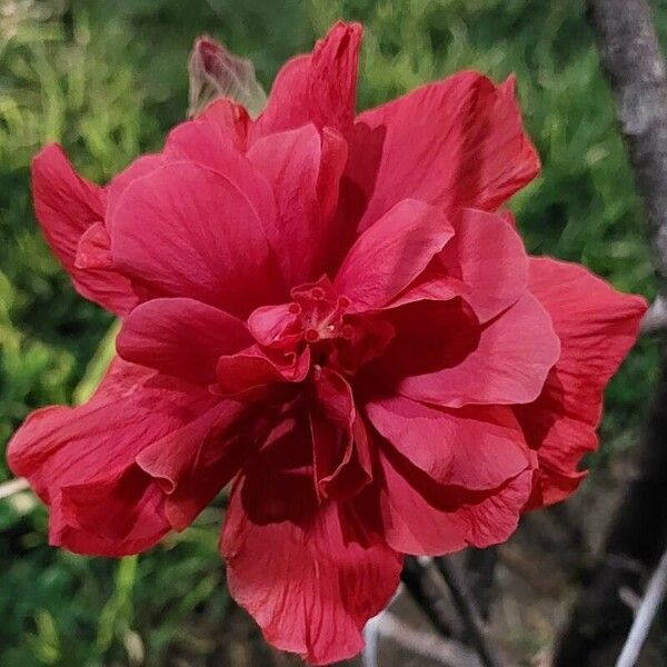 Hibiscus mutabilis Flower