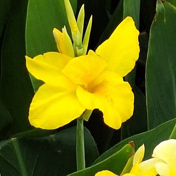 Canna flaccida Blomst