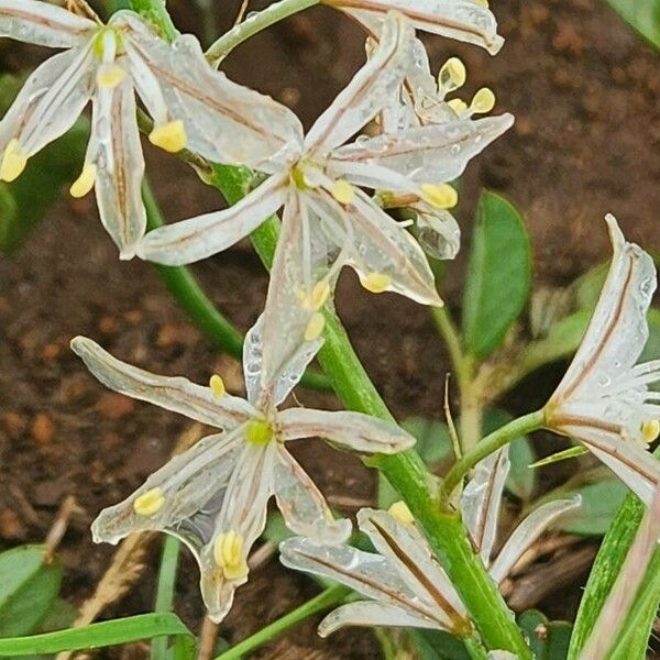 Trachyandra saltii Flower