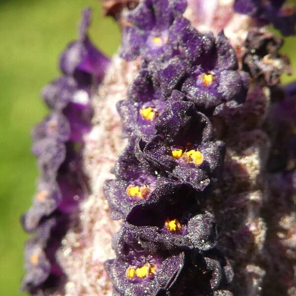 Lavandula stoechas फूल