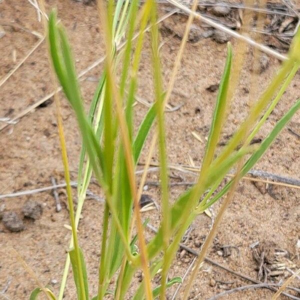 Mirabilis albida Habit