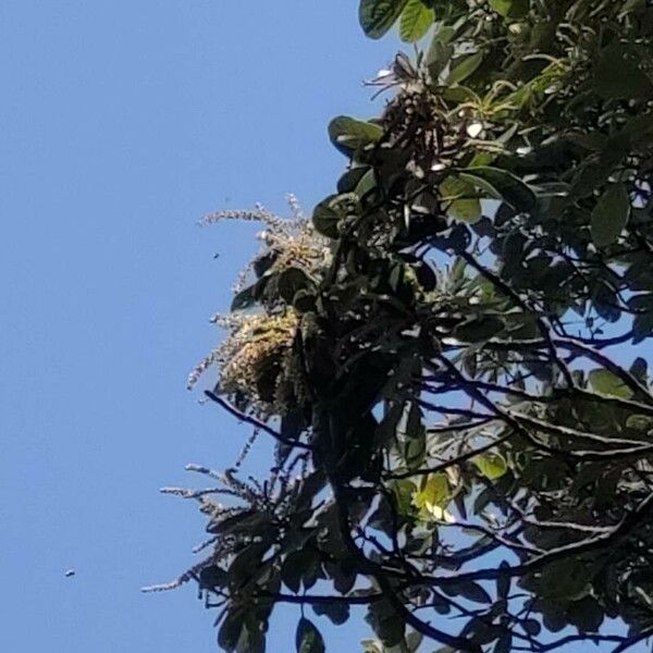 Clethra mexicana Květ