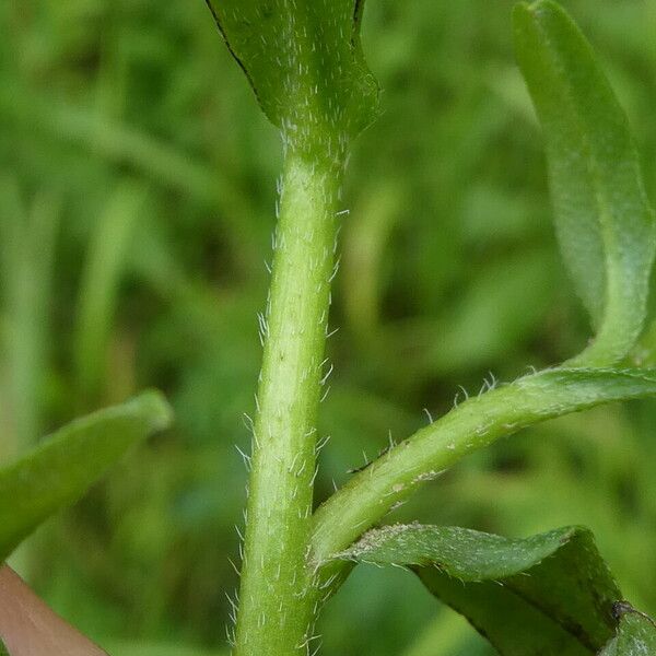 Myosotis scorpioides बार्क (छाल)