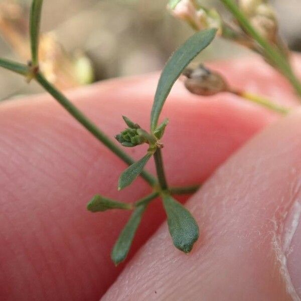 Petrorhagia saxifraga Leht