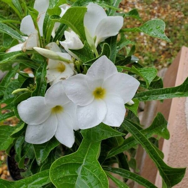 Plumeria pudica 花