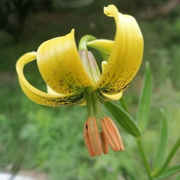 Lilium pyrenaicum Fleur