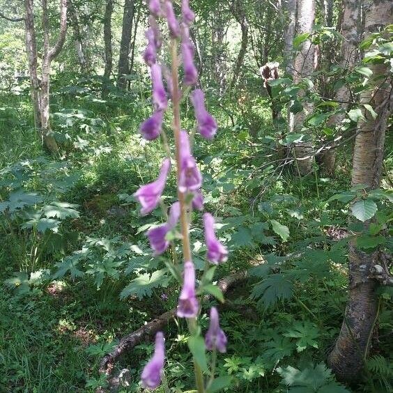 Aconitum septentrionale Cvet