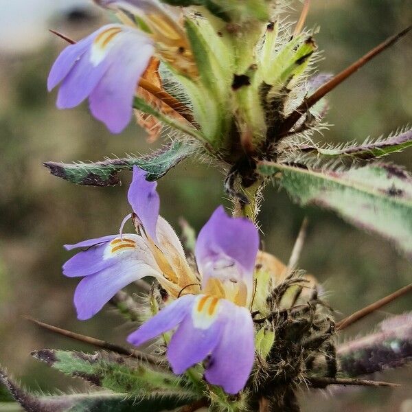 Hygrophila auriculata ᱵᱟᱦᱟ