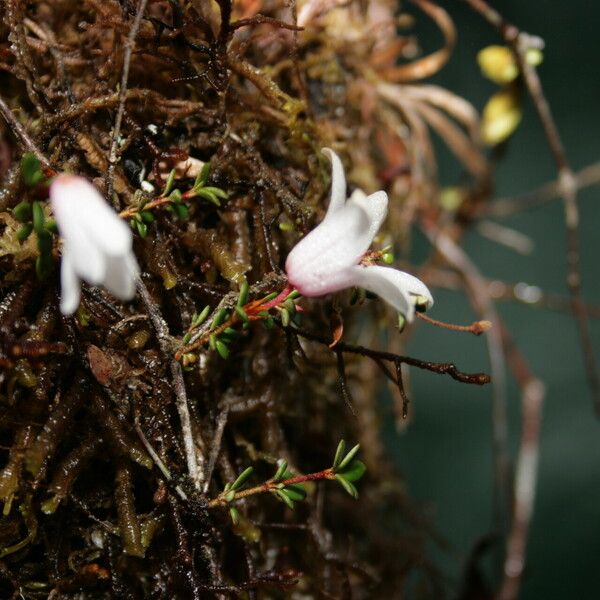 Rhododendron anagalliflorum موطن