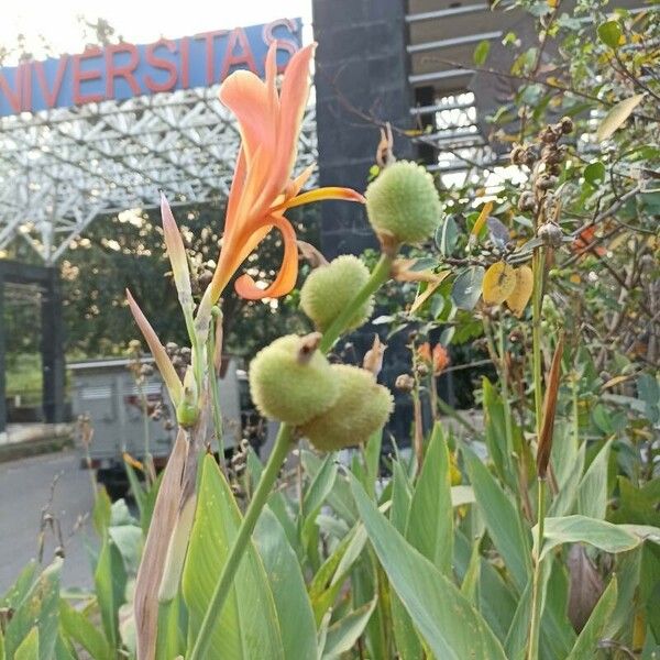 Canna × hybrida Fruit