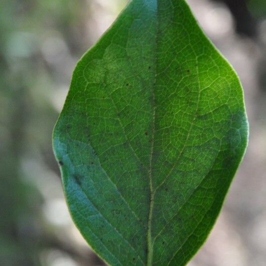 Monimia rotundifolia Blad