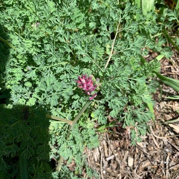 Fumaria densiflora Blatt