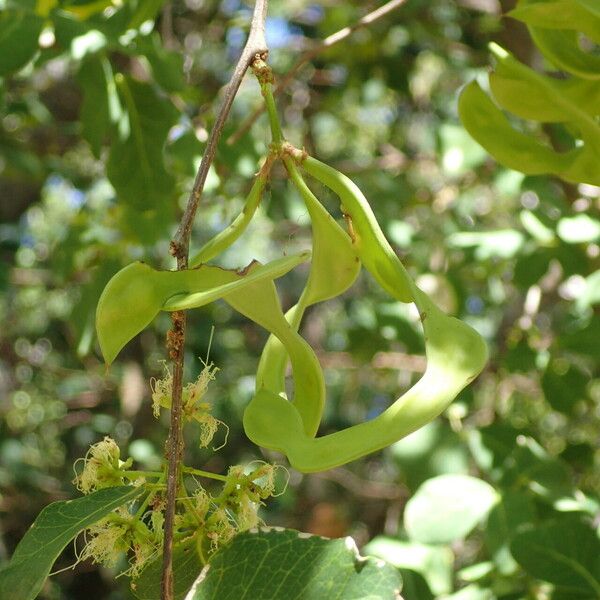 Pithecellobium unguis-cati Fruit