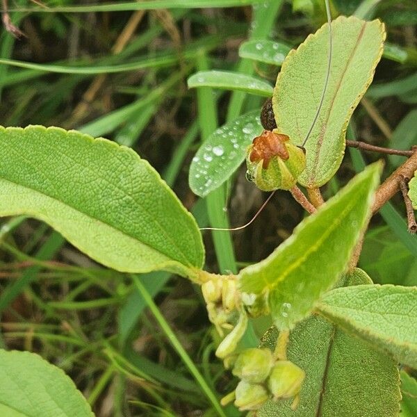 Melhania ovata Fruit