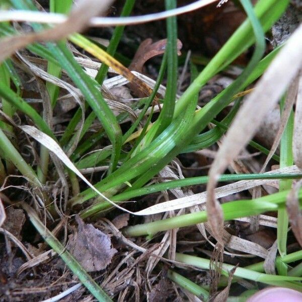 Carex umbrosa Прочее