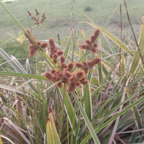 Cyperus ligularis ফুল