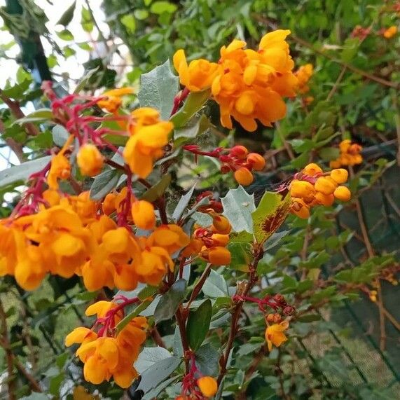 Berberis darwinii 花