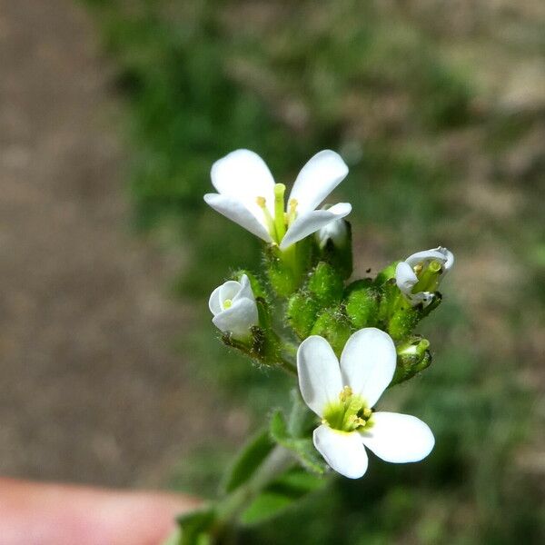 Draba muralis Blomma