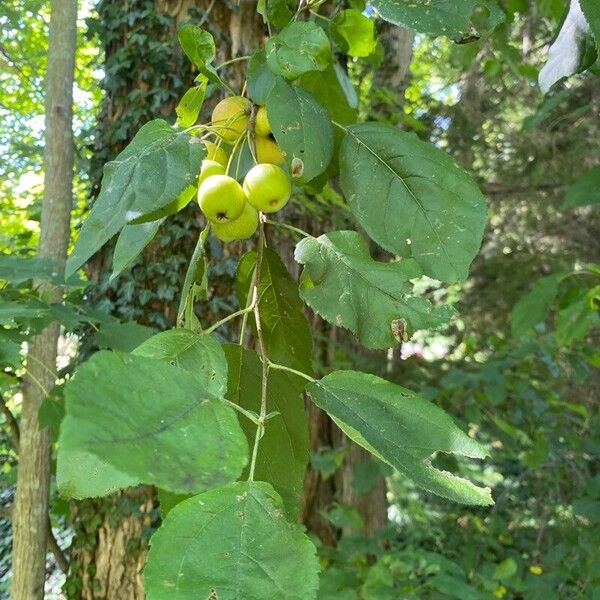 Malus baccata Плід