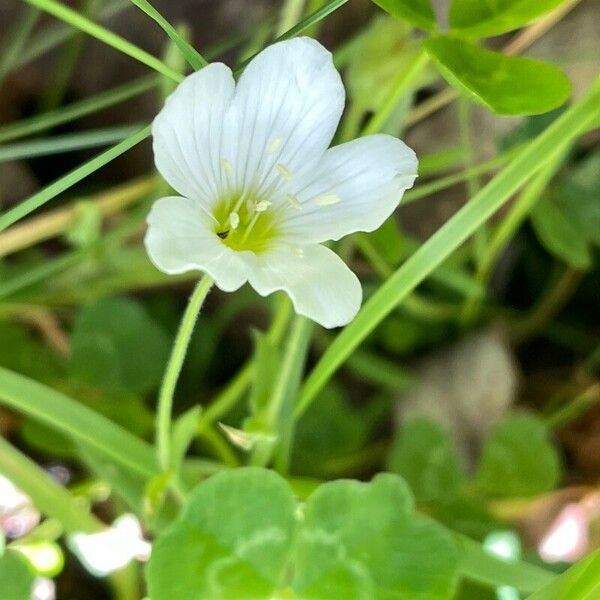 Arenaria montana Kvet