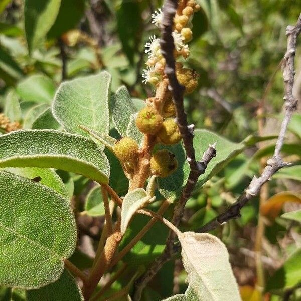 Croton flavens Fruit