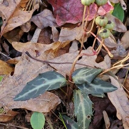 Chimaphila maculata Листок