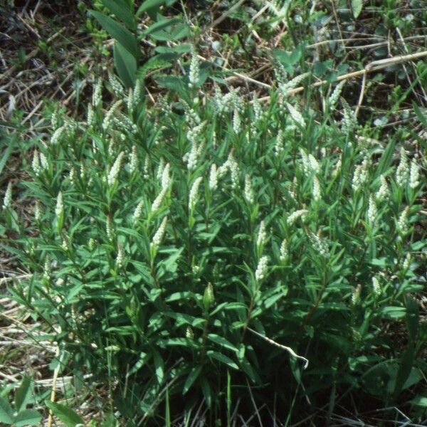 Polygala senega Celota