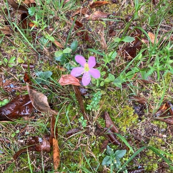 Sabatia angularis Cvet