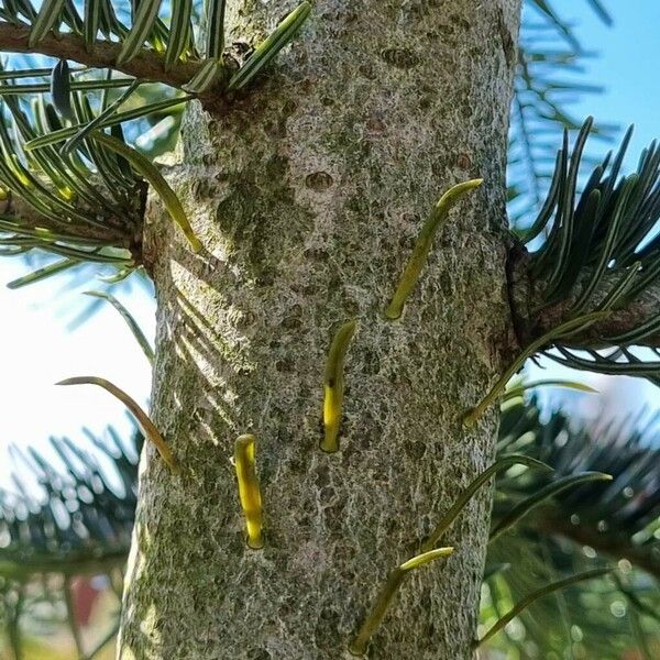 Abies nordmanniana چھال