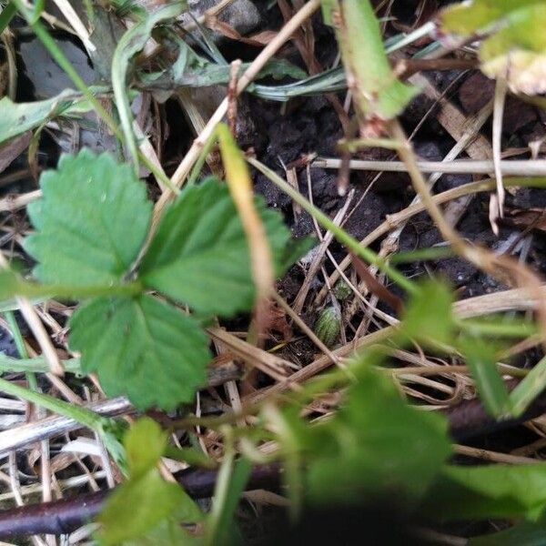 Potentilla indica برگ