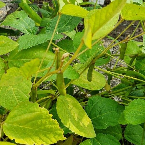 Glycine max Leaf